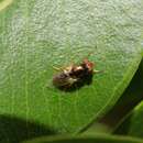 Image of Picture-winged fly