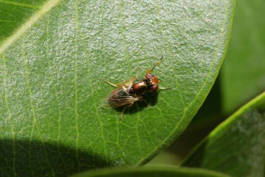 Image of Picture-winged fly