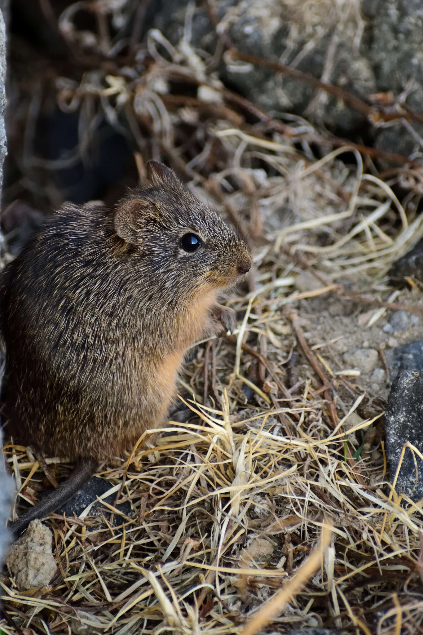 Image of tawny-bellied cotton rat