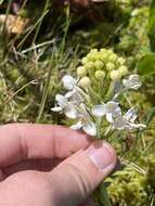 Image de Platanthera blephariglottis var. blephariglottis