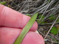 Image of Watsonia laccata (Jacq.) Ker Gawl.