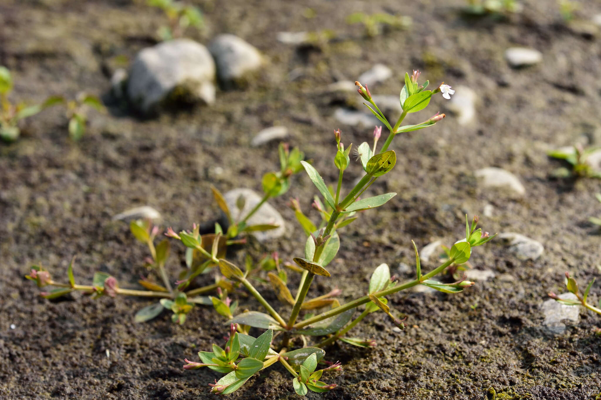 Image of Prostrate False Pimpernel