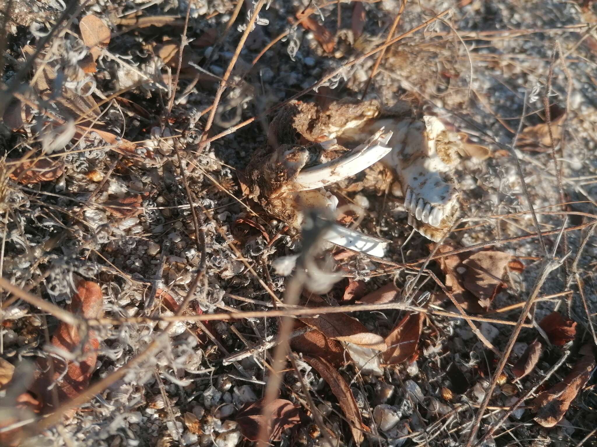 Image of giant pocket gopher