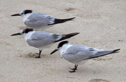 Image of Cabot's Tern