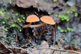 Image of Omphalina wellingtonensis G. Stev. 1964