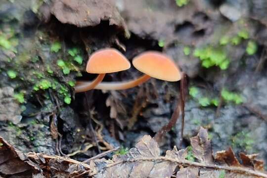 Image de Omphalina wellingtonensis G. Stev. 1964