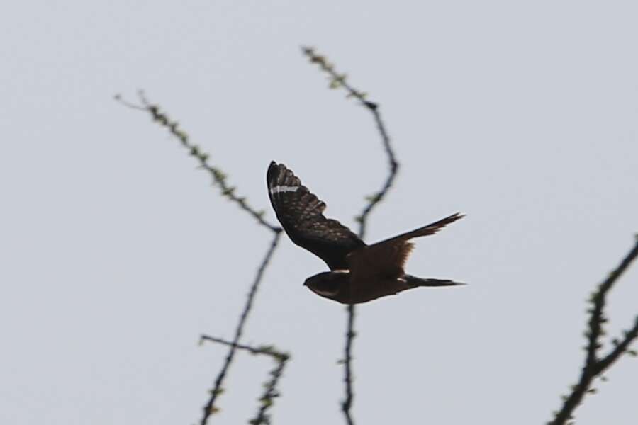 Image of Lesser Nighthawk