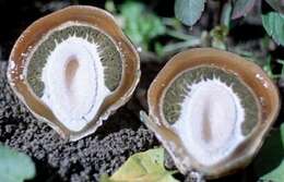 Image of Stinkhorn