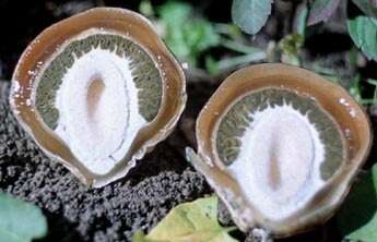 Image of Stinkhorn