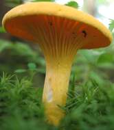 Image of Chanterelle