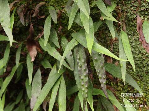 Image of Selliguea yakushimensis (Mak.) Fraser-Jenk.