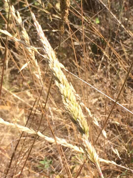 Image of June grass