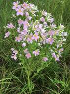 Imagem de Sabatia angularis (L.) Pursh