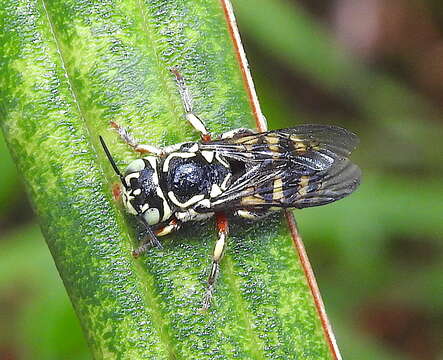 Imagem de Eoanthidium Popov 1950