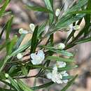 Austromyrtus tenuifolia (Sm.) Burret resmi