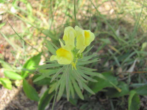 Image of Common Toadflax