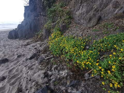 Image de Zinnia maritima Kunth