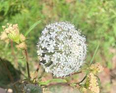 Image of Trachymene composita var. composita