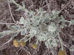 Слика од Helichrysum dasyanthum (Willd.) Sw.