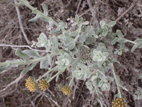 Слика од Helichrysum dasyanthum (Willd.) Sw.