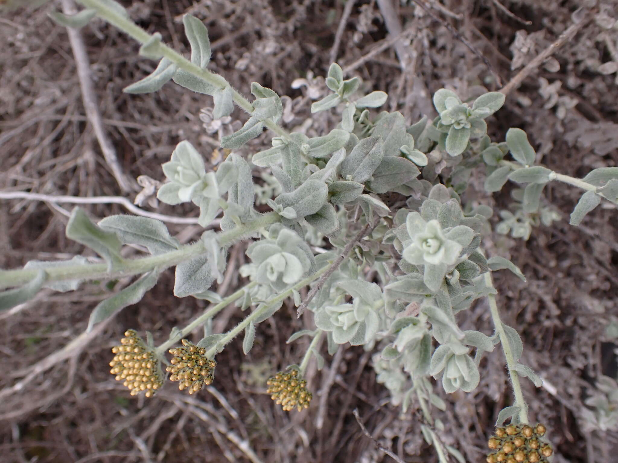 Imagem de Helichrysum dasyanthum (Willd.) Sw.