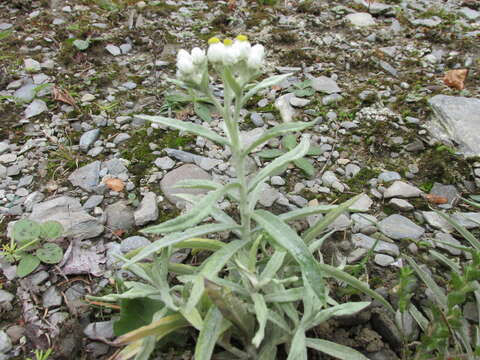 Imagem de Anaphalis margaritacea (L.) Benth.