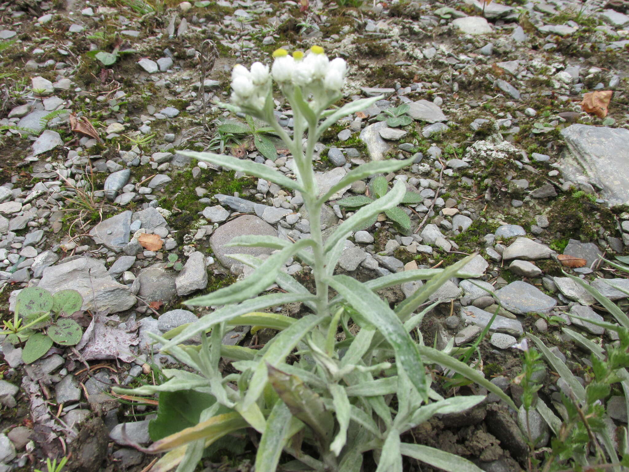 Imagem de Anaphalis margaritacea (L.) Benth.