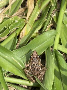 Image of Mascarene Grass Frog