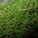 Image of timmiella moss