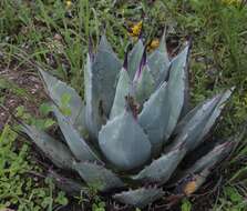 Agave applanata K. Koch resmi