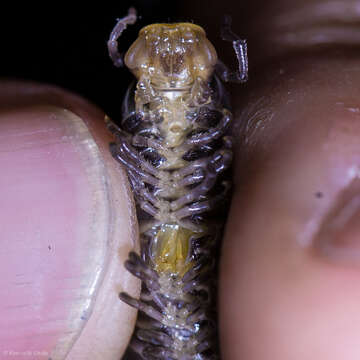 Image of Yosemite Millipede