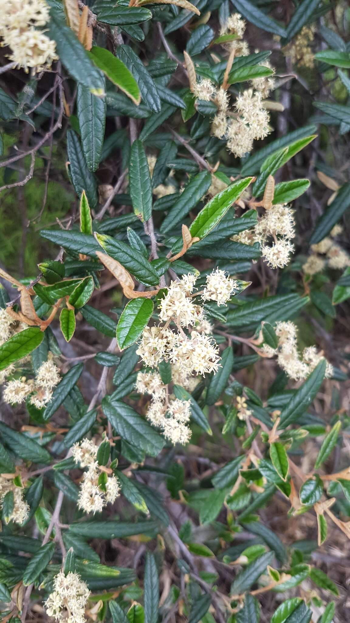 Image of Pomaderris rugosa Cheesem.