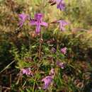 Imagem de Dicerandra linearifolia var. robustior Huck