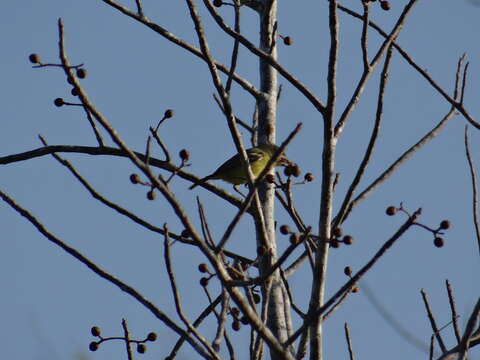 Plancia ëd Vireo pallens Salvin 1863