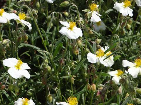 Image of White Rock-rose