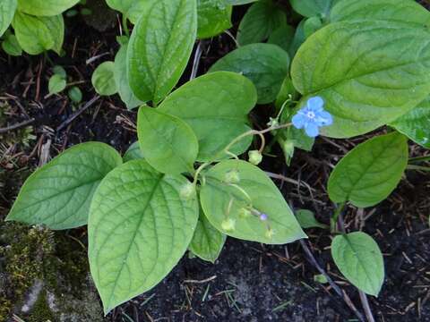 Omphalodes verna Moench resmi