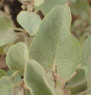 Image of Solanum tomentosum var. tomentosum