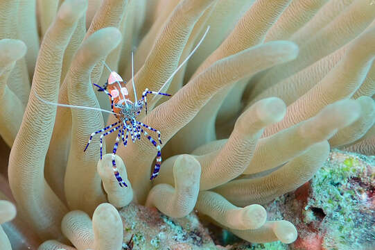 Image of Spotted cleaner shrimp