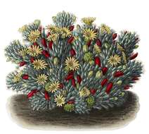 Image de Mammillaria prolifera (Mill.) Haw.