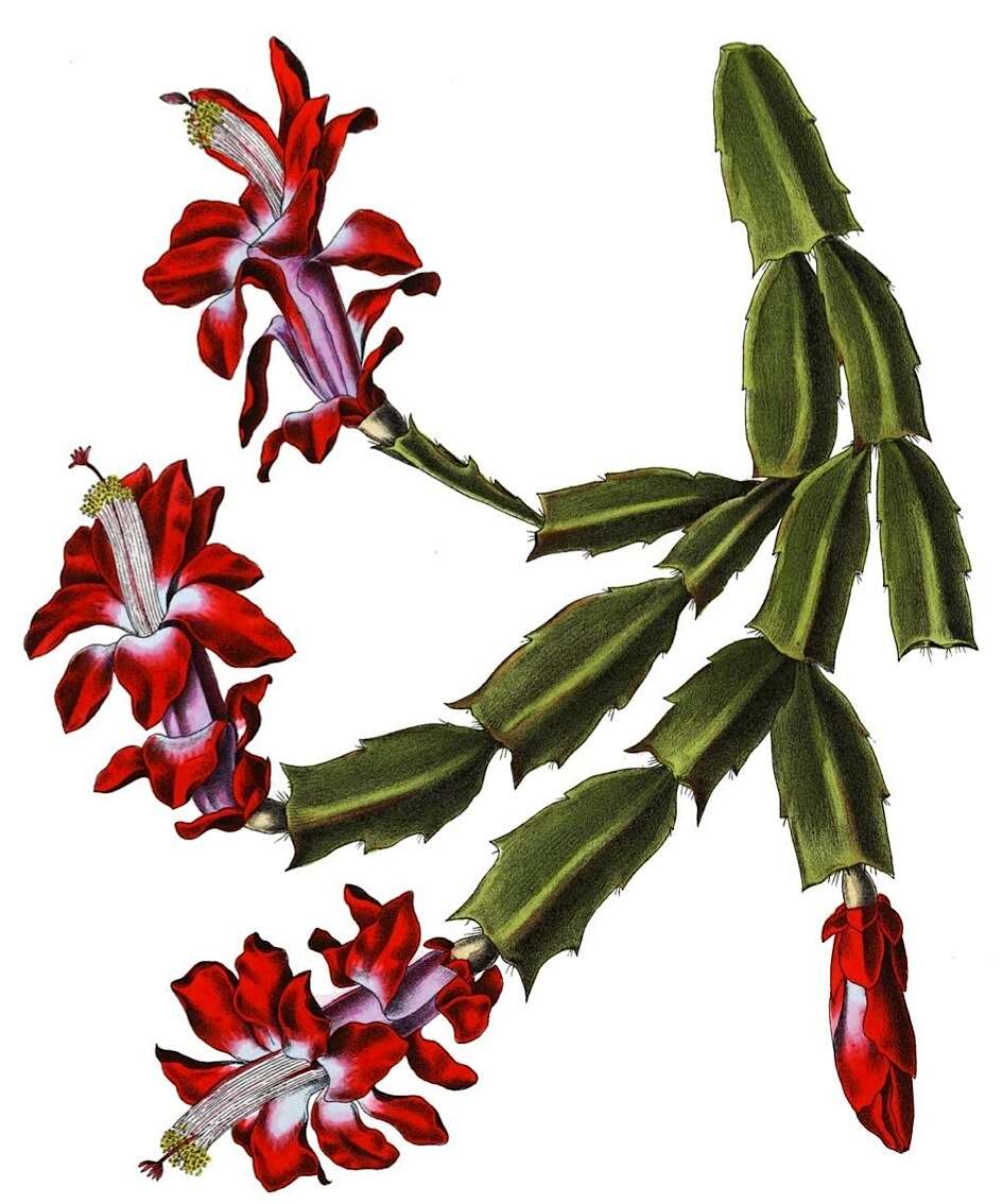 Image of schlumbergera