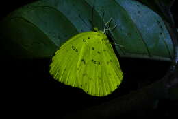 Image of <i>Eurema blanda arsakia</i>