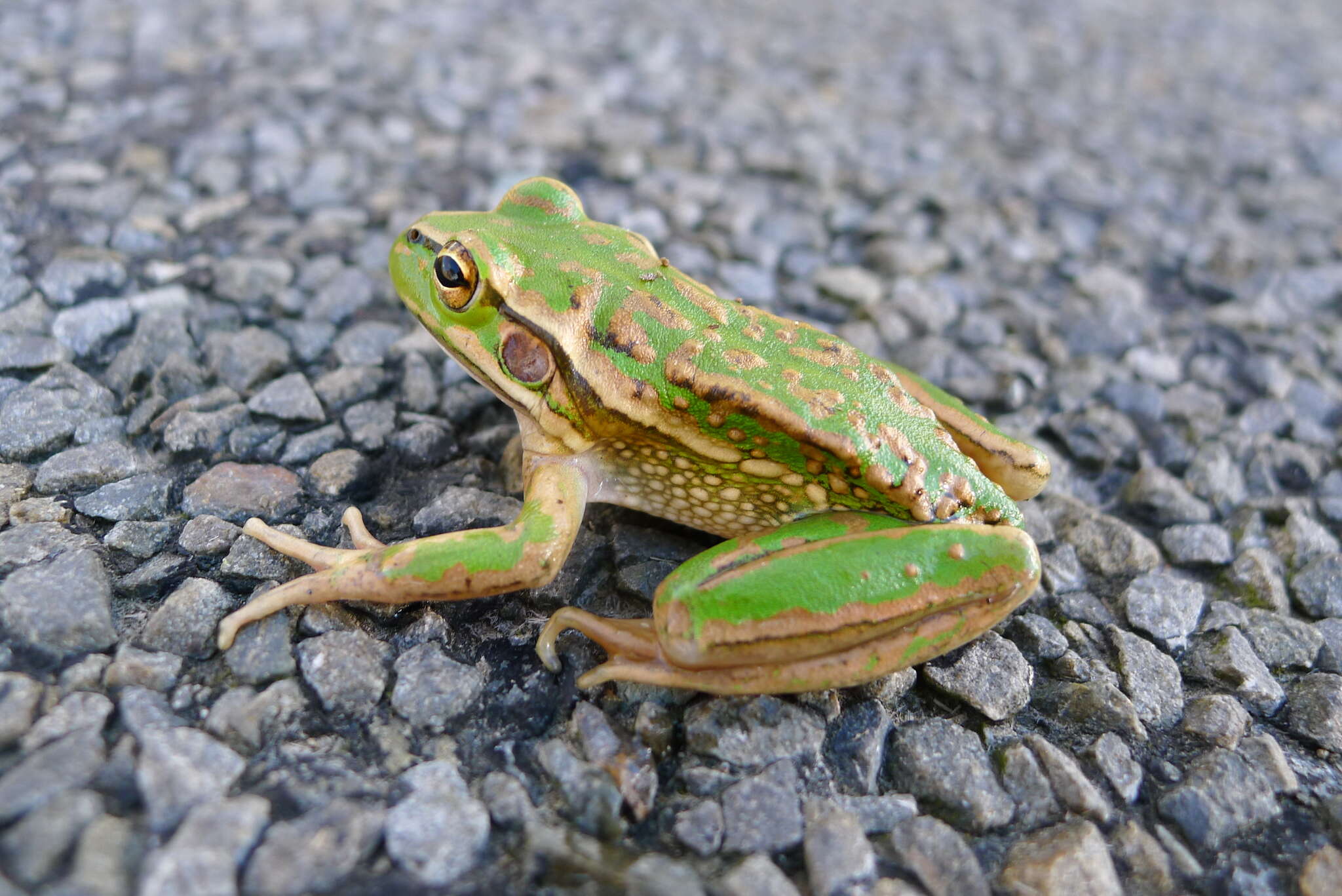 Image of Green and Gold Frog