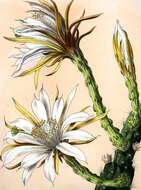 Cereus repandus (L.) Mill. resmi