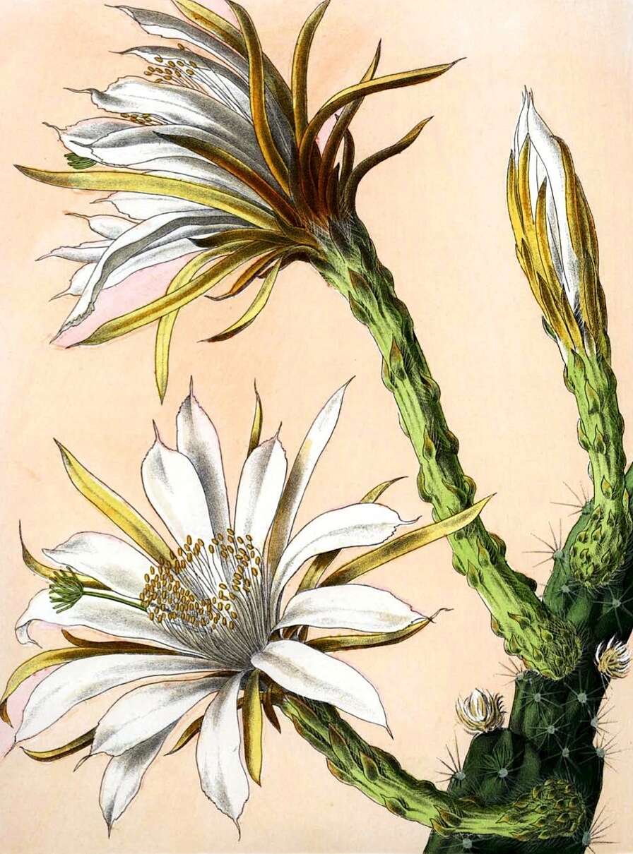 Cereus repandus (L.) Mill. resmi