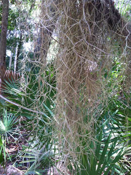 Sivun Tillandsia usneoides (L.) L. kuva