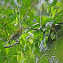 Image of Gray-tailed Piha