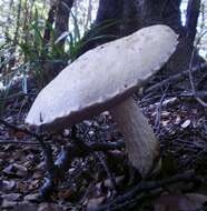 Image of snowy bolete