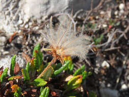 Image of eightpetal mountain-avens