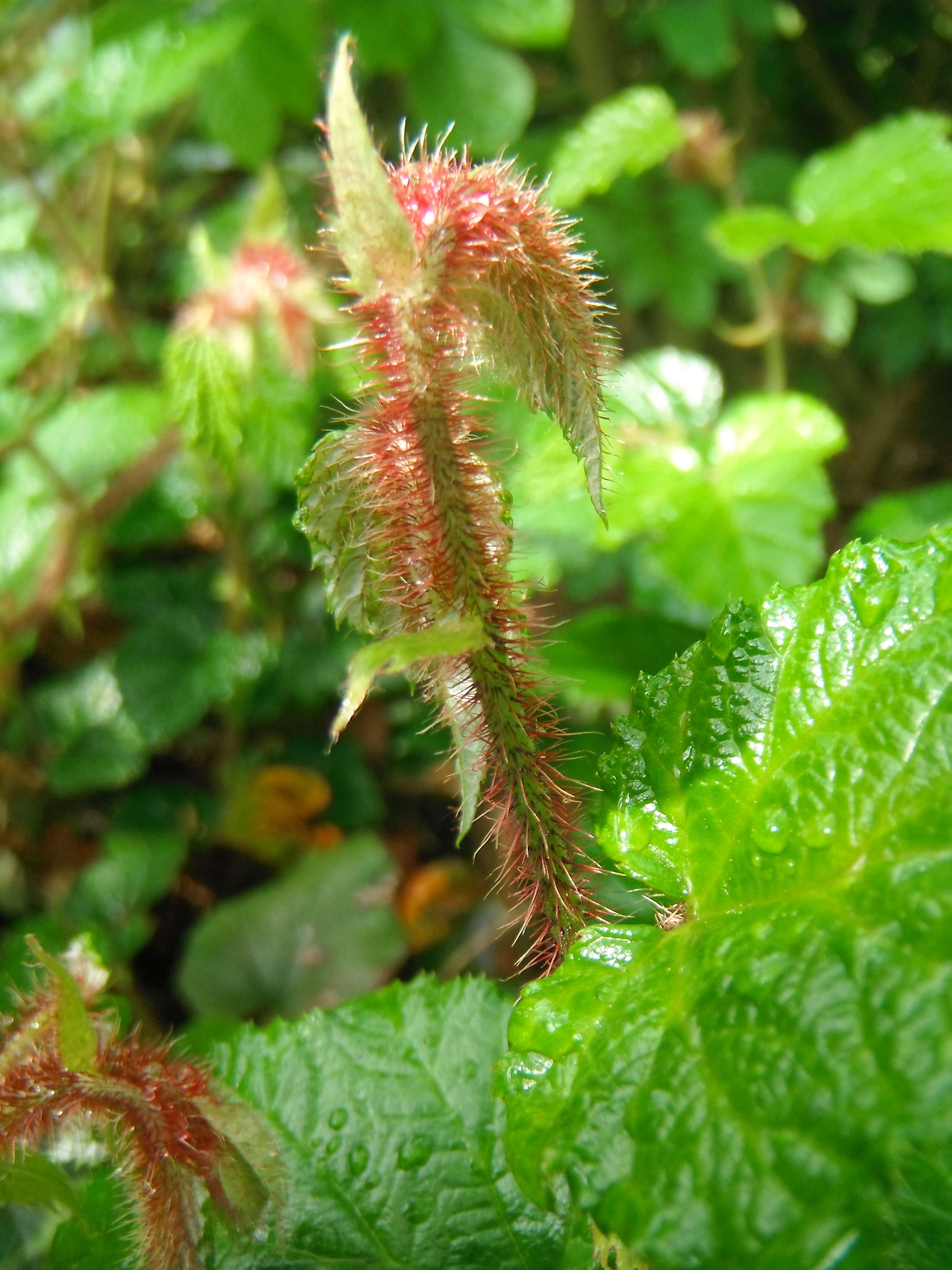 Image of Creeping Bramble