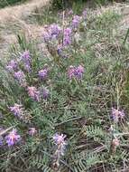 Imagem de Astragalus bisulcatus (Hook.) A. Gray